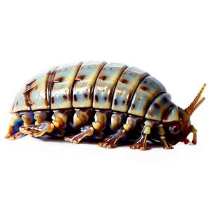 Isopod A PNG image