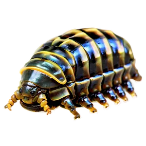 Isopod Collection PNG 06292024