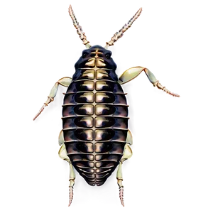 Isopod D PNG image