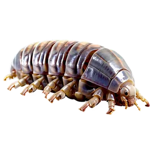 Isopod Diet PNG 06292024