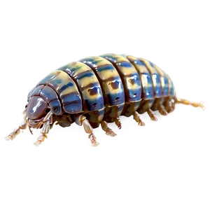 Isopod Diet PNG 88