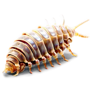 Isopod Facts PNG Fkf
