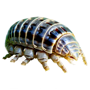 Isopod In Nature Png Bng PNG image