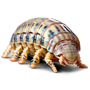 Isopod Profile Png Pjd3 PNG image