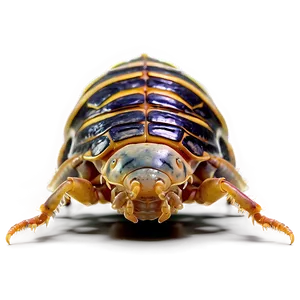 Isopod Side View Png 06292024 PNG image