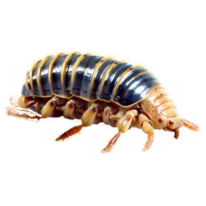 Isopod Side View Png Hlm88 PNG image