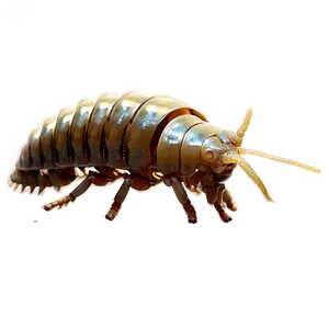 Isopod Silhouette Png Ckf PNG image