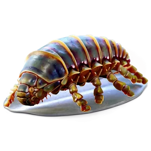 Isopod Study PNG Tde