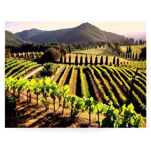 Italy Vineyard Sunset Png 90 PNG image