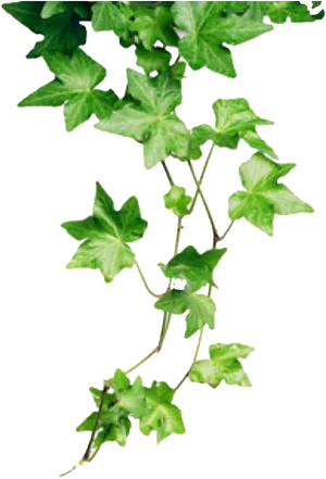 Ivy Branch Against Black Background PNG image