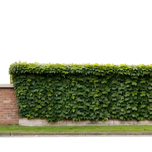 Ivy Covered Wall PNG Mhm