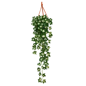 Ivy Hanging Plant Png 05252024 PNG image