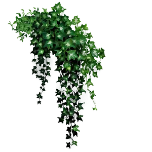 Ivy Hanging Plant PNG Fwy