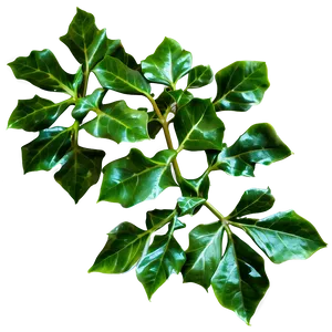 Ivy Leaves PNG 05042024