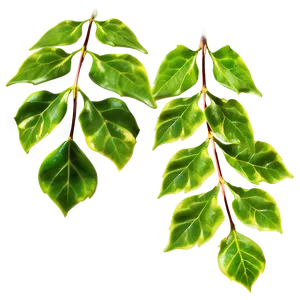Ivy Leaves PNG 4
