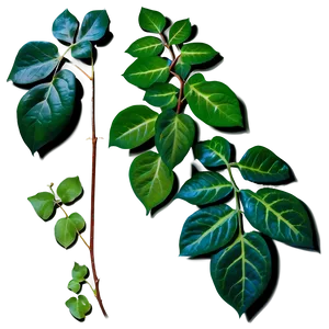 Ivy Leaves PNG Gqp