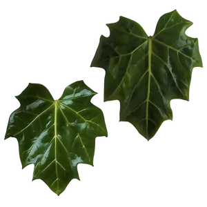 Ivy Leaves PNG Vxq