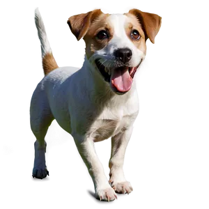 Jack Russell A PNG image