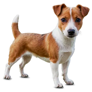 Jack Russell C PNG image