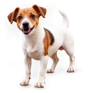 Jack Russell D PNG image