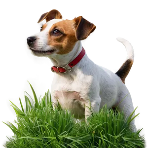 Jack Russell In Grass PNG 06292024
