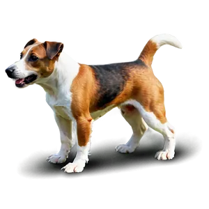 Jack Russell In Park Png 06292024 PNG image