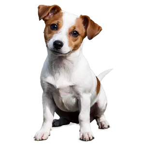 Jack Russell In Park Png Rsc PNG image