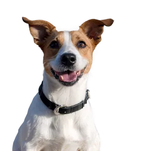 Jack Russell In Snow PNG 06292024 PNG