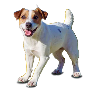 Jack Russell In Snow PNG Mho PNG
