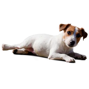 Jack Russell Laying Down PNG 06292024 PNG