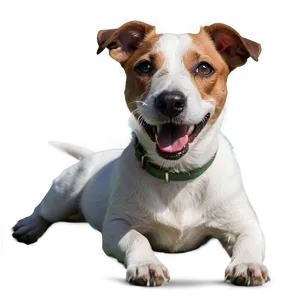 Jack Russell Laying Down PNG Knc94 PNG