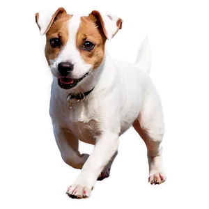 Jack Russell On Walk PNG 06292024