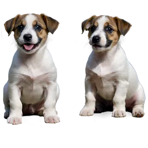 Jack Russell Puppy Sitting Png 99 PNG image