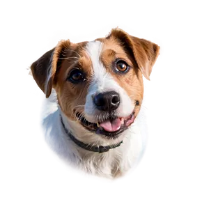 Jack Russell Terrier Closeup Png 45 PNG image