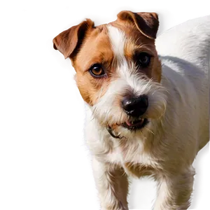 Jack Russell Terrier Closeup PNG Dce54 PNG