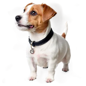 Jack Russell Terrier Closeup Png Ksa88 PNG image