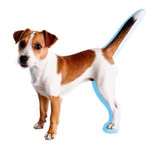 Jack Russell Terrier Ears PNG Pip5 PNG