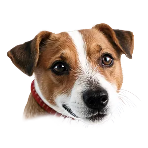 Jack Russell Terrier Face PNG 06292024 PNG