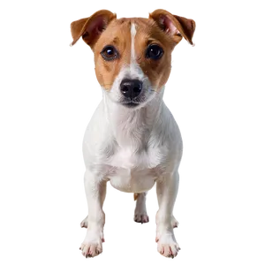Jack Russell Terrier Face PNG 06292024