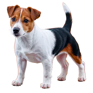 Jack Russell Terrier Illustration PNG 06292024 PNG