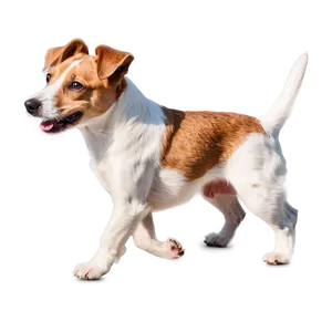 Jack Russell Terrier In Motion Png Aha68 PNG image