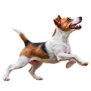 Jack Russell Terrier In Motion PNG Ivm22