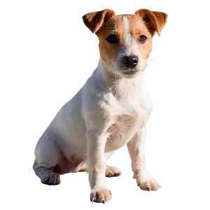Jack Russell Terrier In Sun PNG Rho PNG