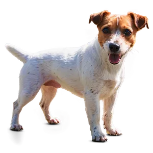 Jack Russell Terrier In Sun PNG Rwf PNG