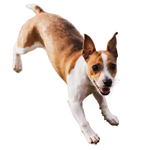 Jack Russell Terrier Jump PNG Ggq87 PNG