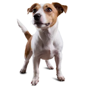 Jack Russell Terrier Looking Up PNG 06292024 PNG