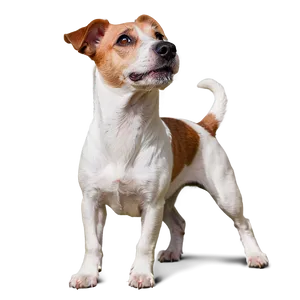 Jack Russell Terrier Looking Up PNG 18 PNG