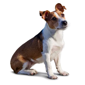 Jack Russell Terrier Looking Up PNG 25 PNG