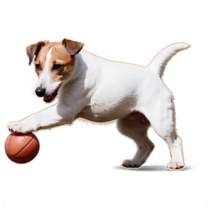 Jack Russell Terrier Play PNG 06292024 PNG