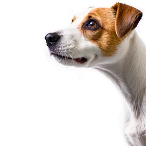 Jack Russell Terrier Profile Png 74 PNG image